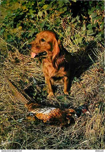 Carte postale animaux - -,