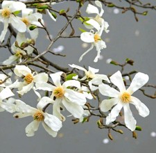 Magnolia kobus 80-120cm -