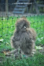 8 Œufs fécondés Silkie Us  