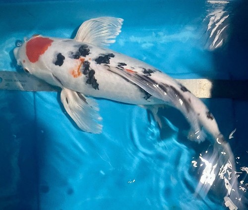 20inch tancho sanke butterfly - 20inch,