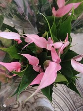 Anthurium variété 'Lilly'