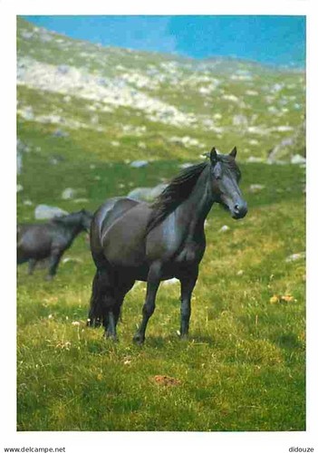 Carte postale animaux - postale,