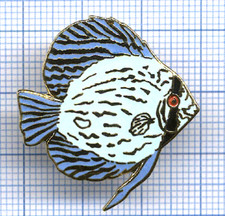 Pins TABLO poisson exotique Discus turquoise Grand Modele Aquarium Fish Amazonie
