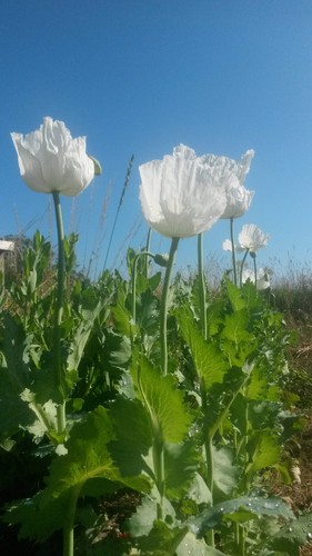10g graine pavot géant - graine,