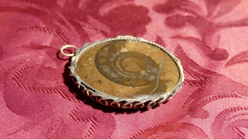 Collection mollusque fossile - mollusque,