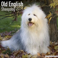 Calendrier 2019 - BOBTAIL