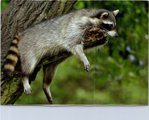 2026 racoon - 3-9-2026,