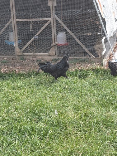 Ayam cemani fresh fertile - ,