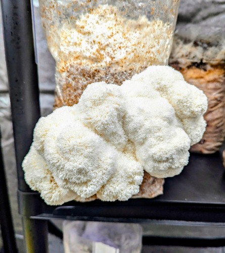 Lion mane mushroom grow kit - mane,
