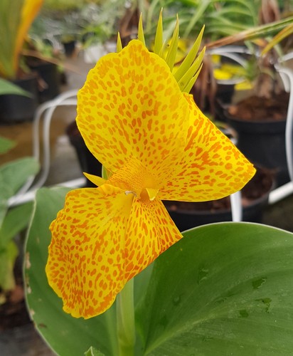 Canna cannova gold leopard - canna, /