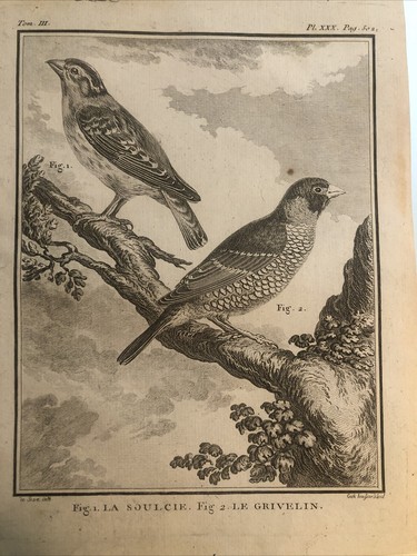 Chasse ornithologie 1780 - ornithologie,