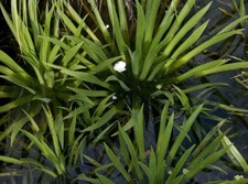 Stratiotes aloides moyen