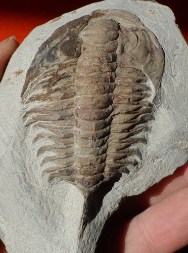 Trilobite cambrien - du,