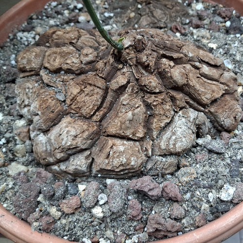 Dioscorea mexicana plante - dioscorea,