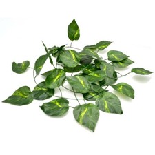 Jungle Reptile Vine For