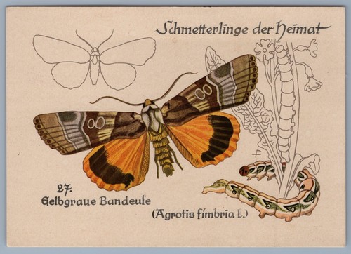 Butterfly yellow grey - butterfly, yellow-grey