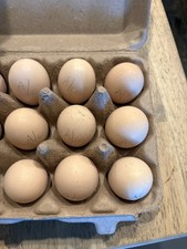 Ayam Cemani Hatching Eggs 6