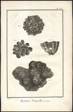 1768 Gravure originale Corail