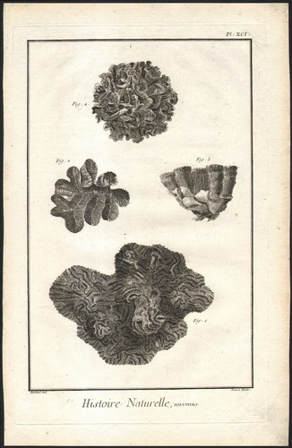 1768 gravure originale corail - originale,