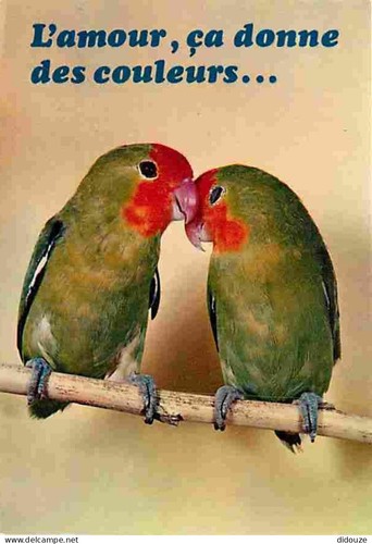 Postcard animals birds - postcard,