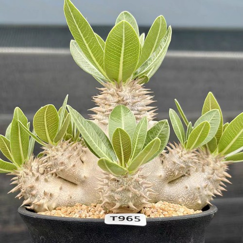 Pot 12cm raresucculent plant - pot,