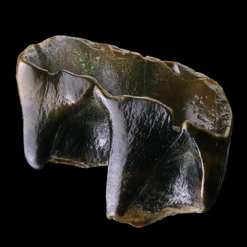 Dent de rhinoceros - dent,