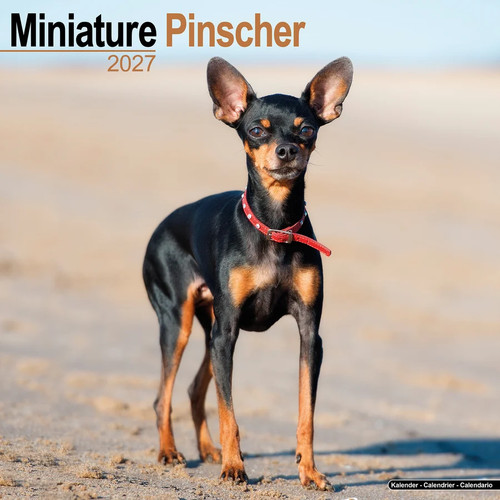 Calendrier 2027 pinscher - 2027,