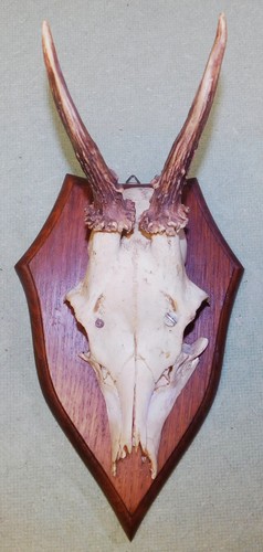 Ancien trophee chasse - de,