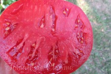 10 graines de tomate rare Géante de Novikov gros fruits de Sibérie seeds m.bio