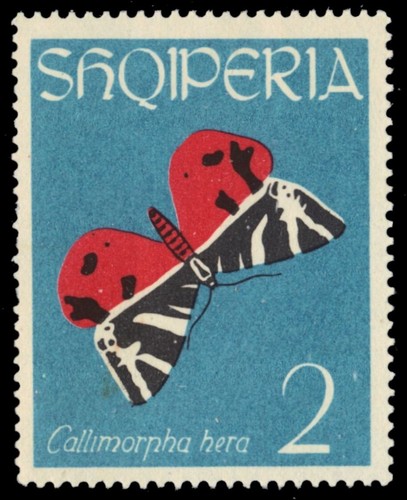 Albania 692 jersey tiger - albania,