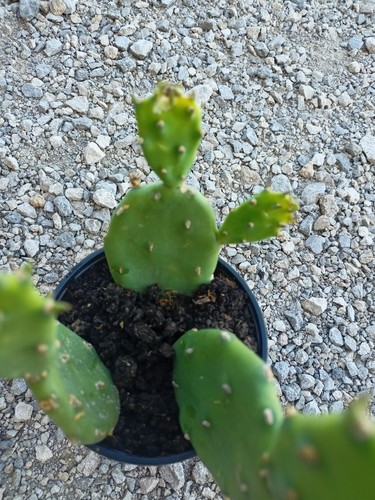 Promo lot 3 cactus - promo,