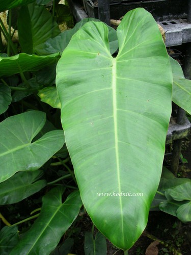 Philodendron tuxla - philodendron,
