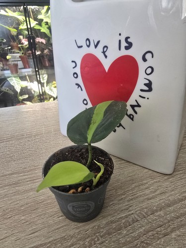 Plante philodendron brasil - plante,