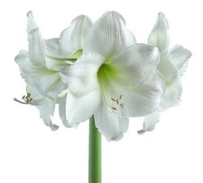 Stella Maris Amaryllis Bulb -