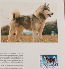 MONACO, CHIEN DE TRAINEAU L