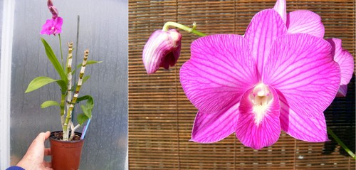 Dendrobium burana stripe - dendrobium,