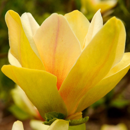 Magnolia yellow river - magnolia, 2l