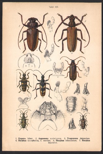 1890 lithographie insectes - 1890,