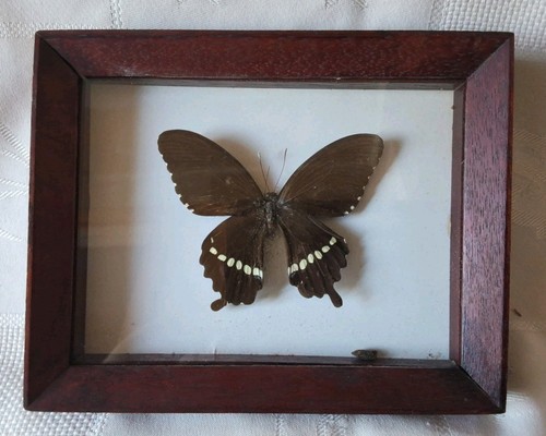 Ancien cadre papillon polytes - cadre,
