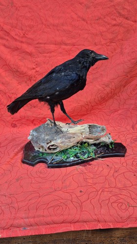 Taxidermie oiseau - taxidermie,