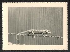 Algeria. Sebabna. Chameleon on a barbed wire. 1957.  Amateur Photographer