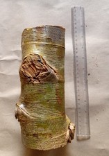 Bois Sapin