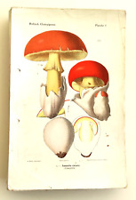ATLAS des CHAMPIGNONS de