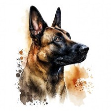 Autocollants Belgian Malinois
