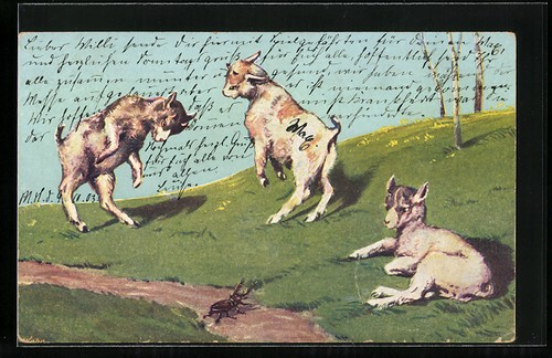 Boucs coléoptères en - boucs, et