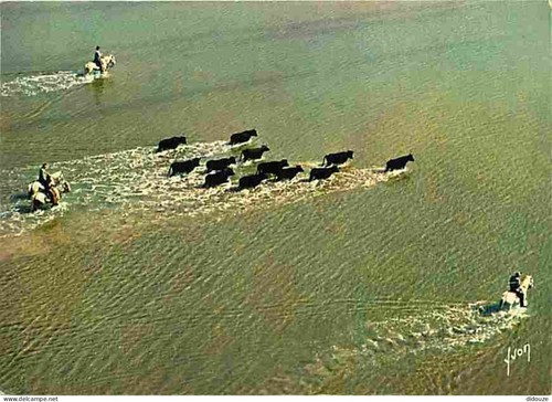 Carte postale camargue - postale,
