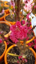 Prunus persica var nucipersica RUBIS® 'Necta Zee' / Brugnon Nain RUBIS® 'Nect...