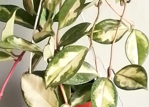Hoya krimson princess - 💮💮,