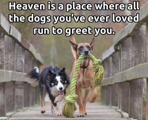 Border collie heaven - ,