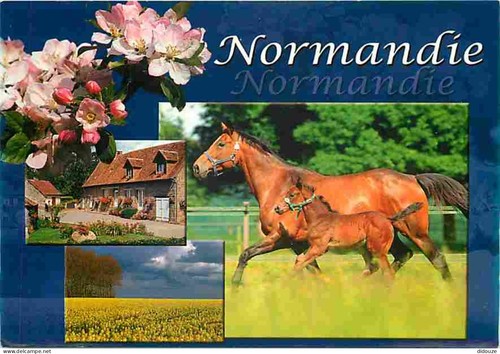 Carte postale animaux - carte,